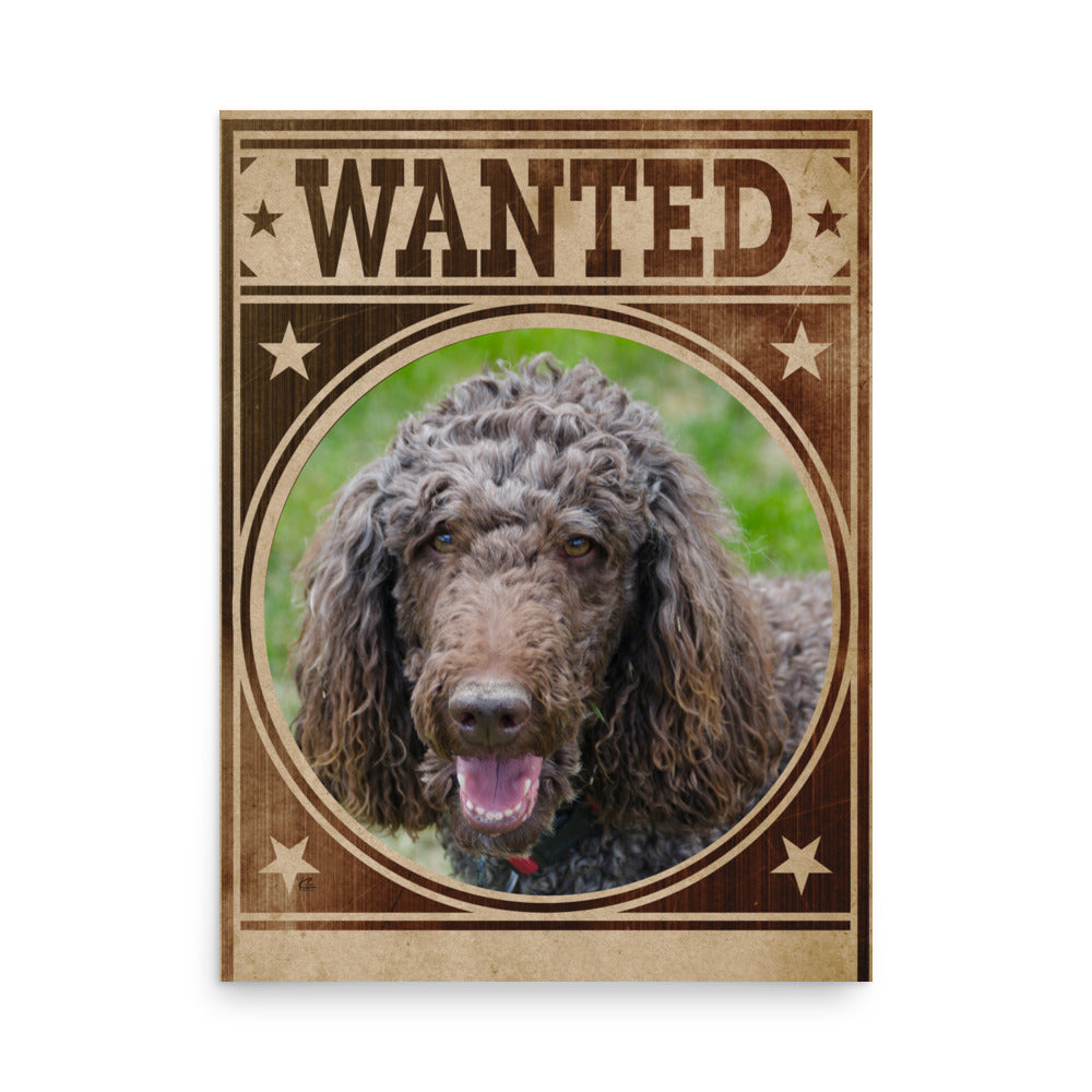 Poodle Mug Shot Wanted Poster