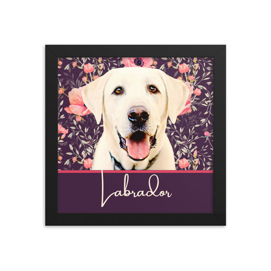 Labrador Framed poster