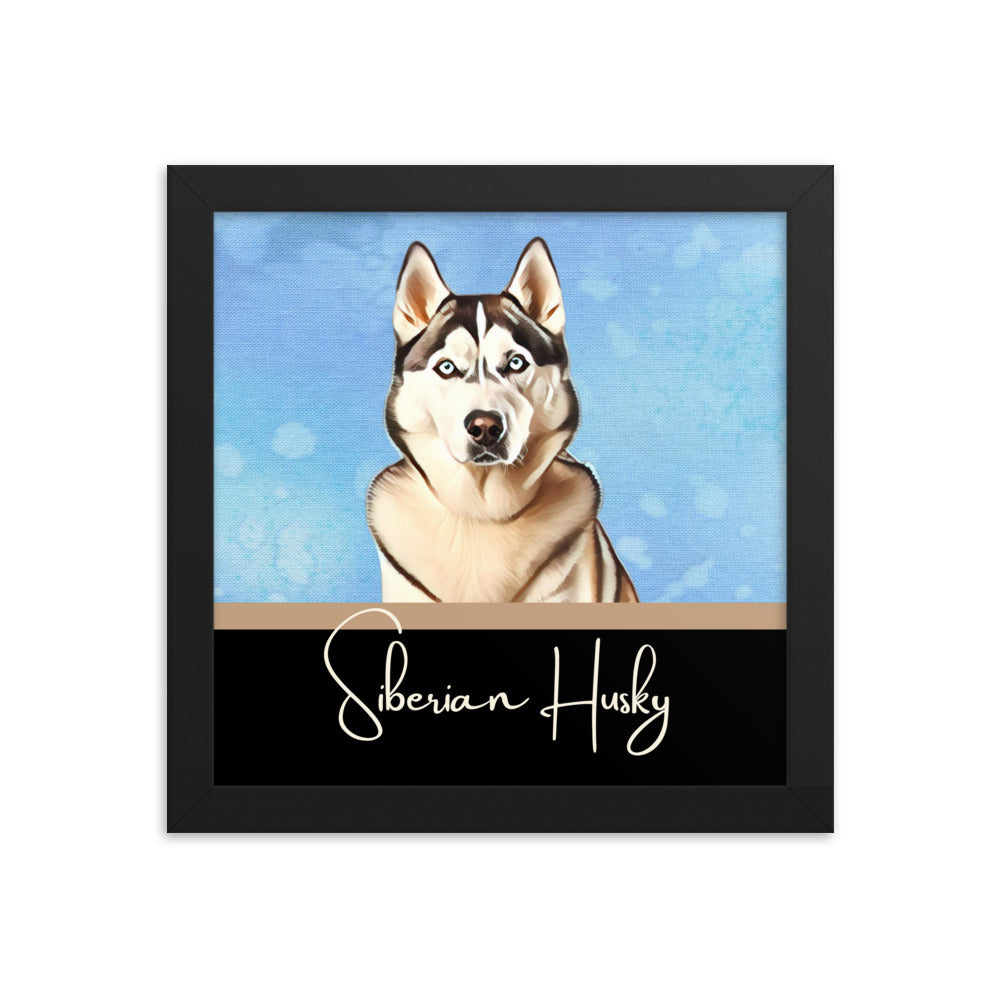 Siberian Husky Framed poster