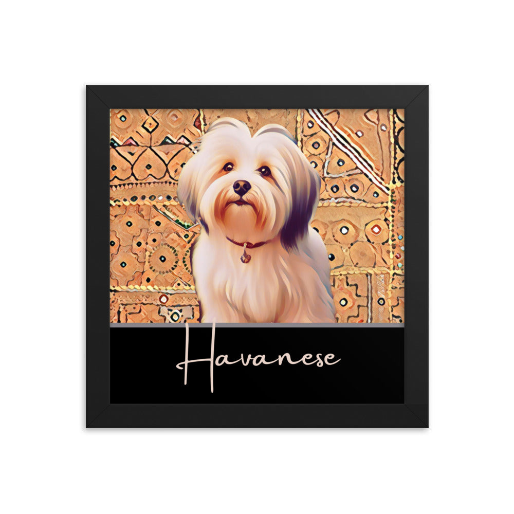 Havanese Framed poster