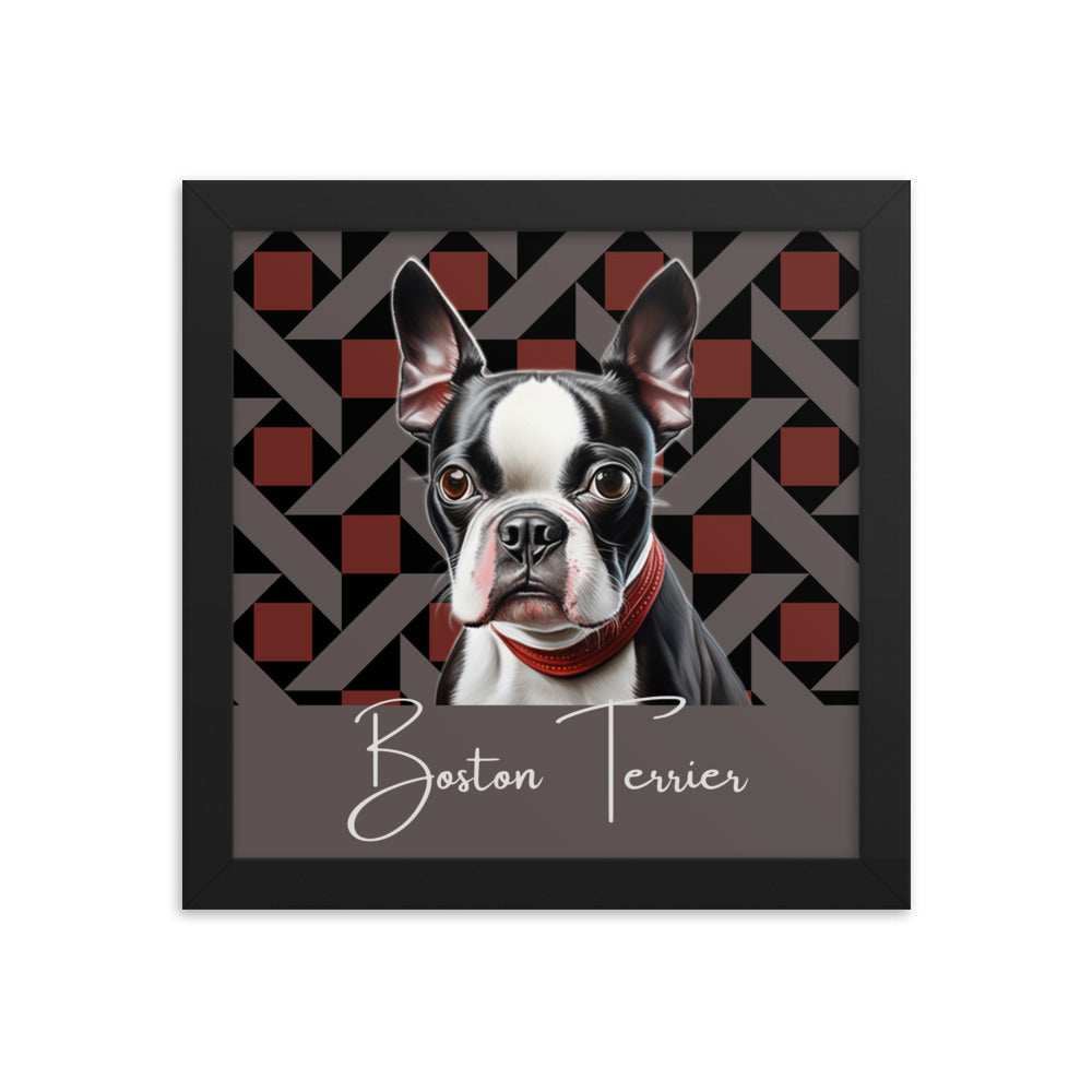 Boston Terrier Framed poster