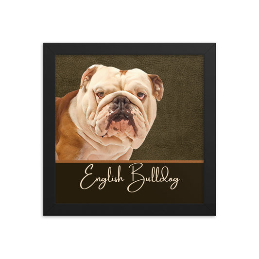 English Bulldog Framed poster