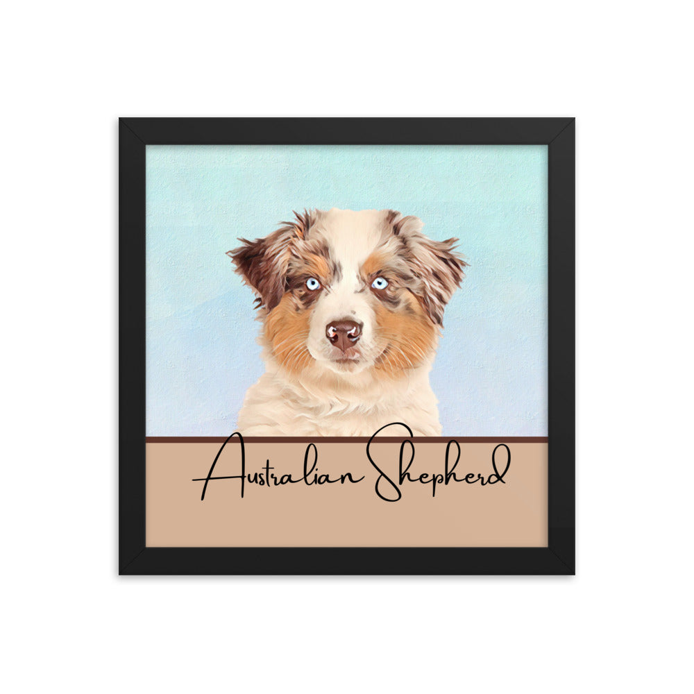 Australian Shepherd Framed poster