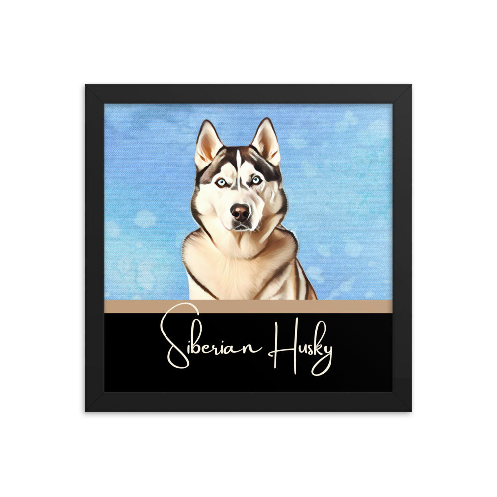 Siberian Husky Framed poster