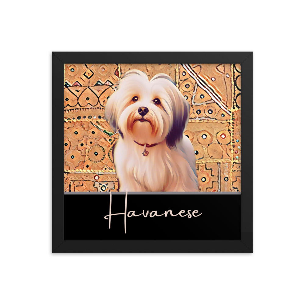 Havanese Framed poster