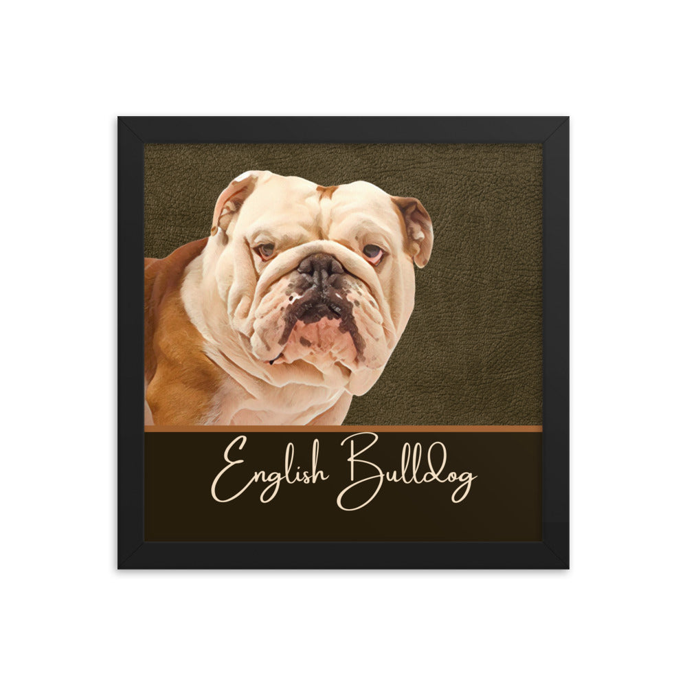 English Bulldog Framed poster