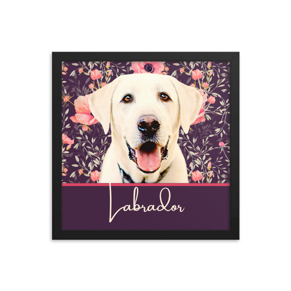 Labrador Framed poster