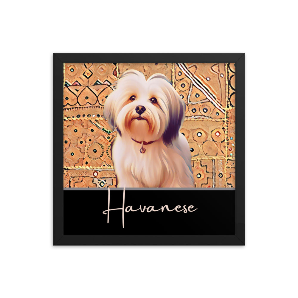 Havanese Framed poster