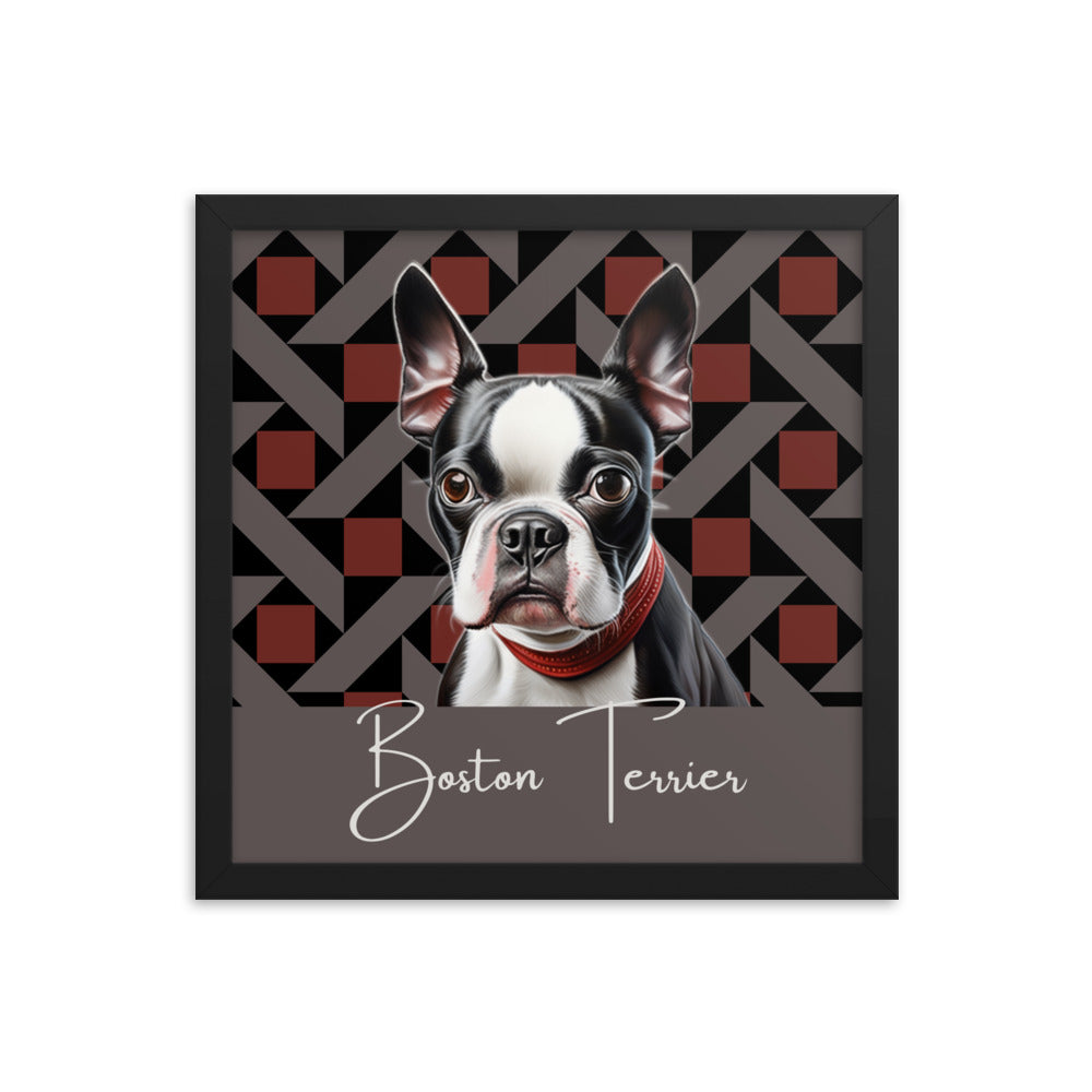 Boston Terrier Framed poster