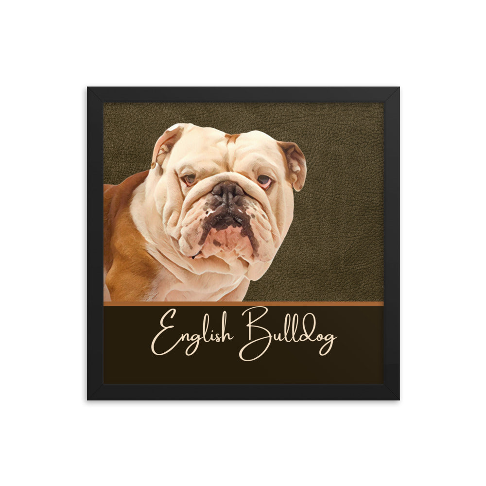 English Bulldog Framed poster