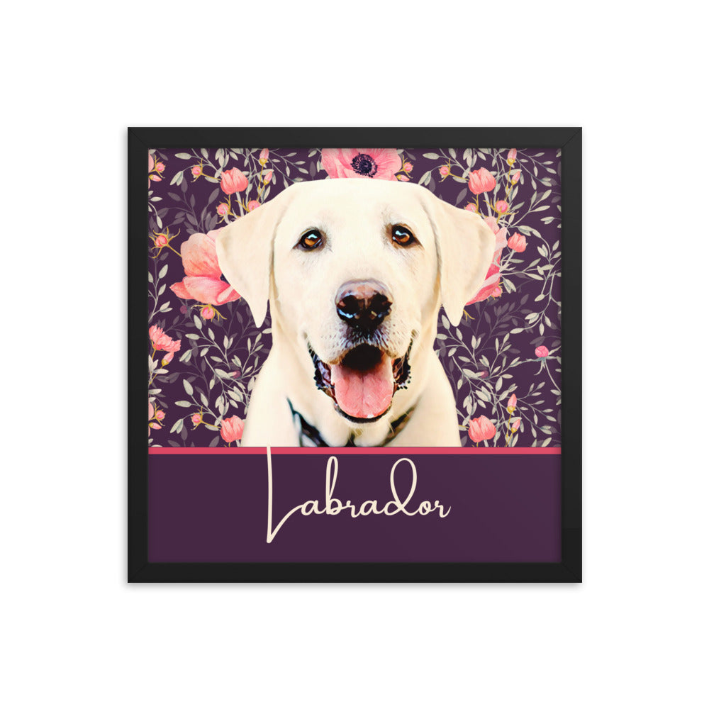 Labrador Framed poster