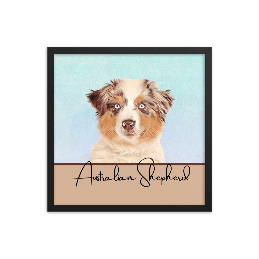 Australian Shepherd Framed poster