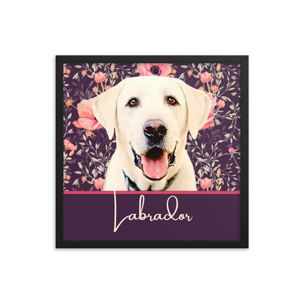 Labrador Framed poster