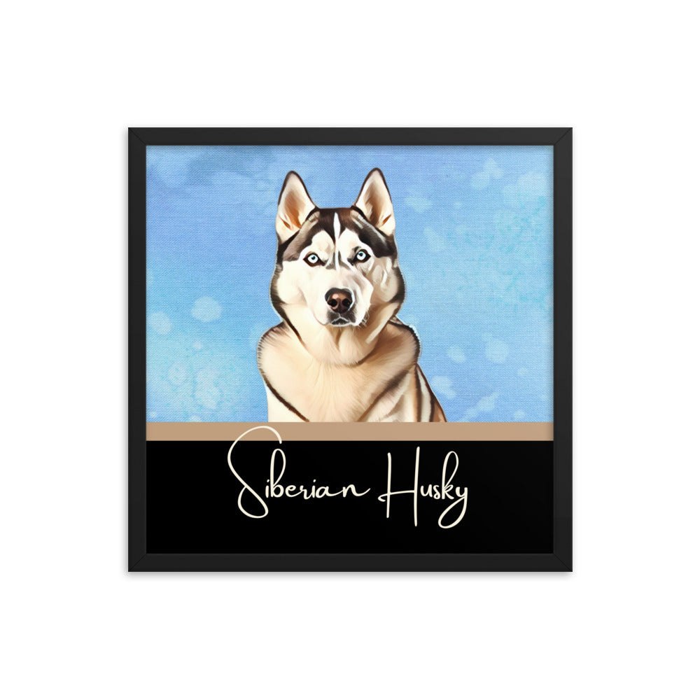 Siberian Husky Framed poster