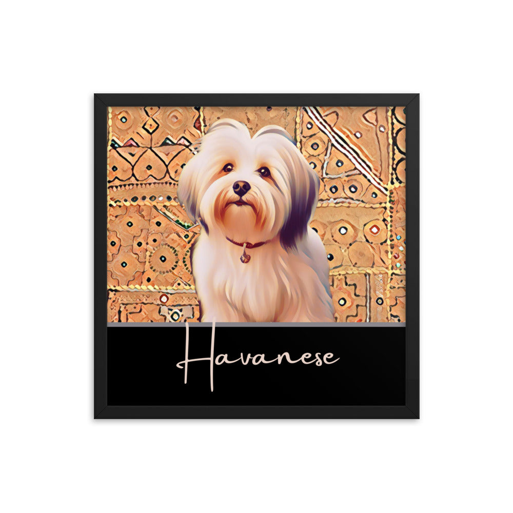 Havanese Framed poster