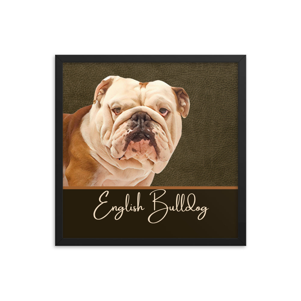 English Bulldog Framed poster