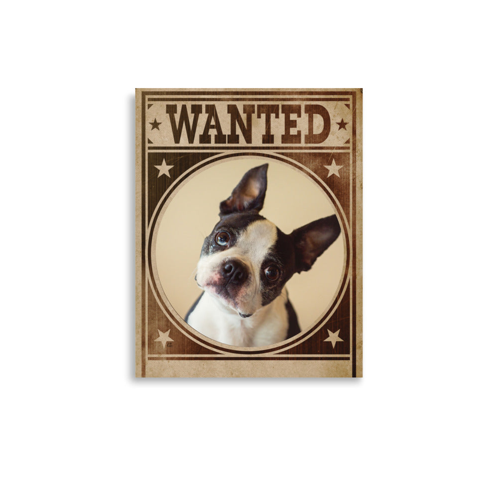 Boston Terrier Mug Shot Wanted Poster