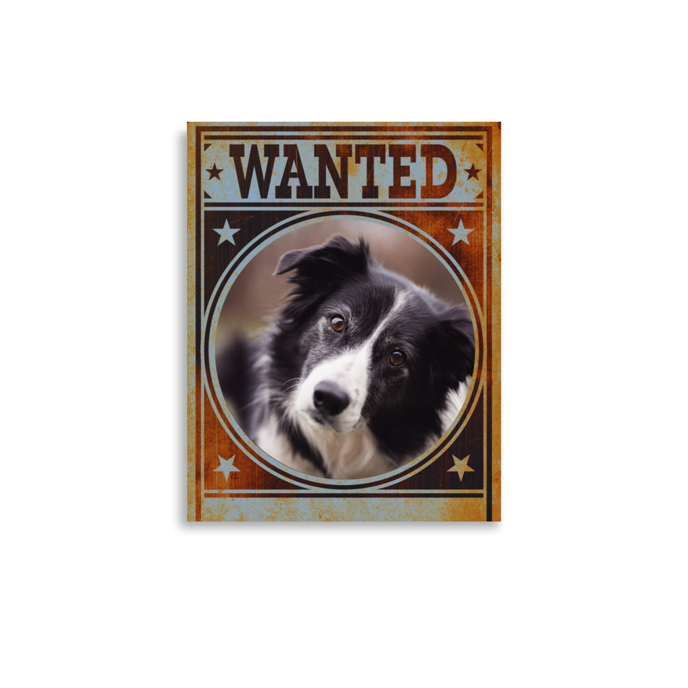 Border Collie Mug Shot Wanted Poster