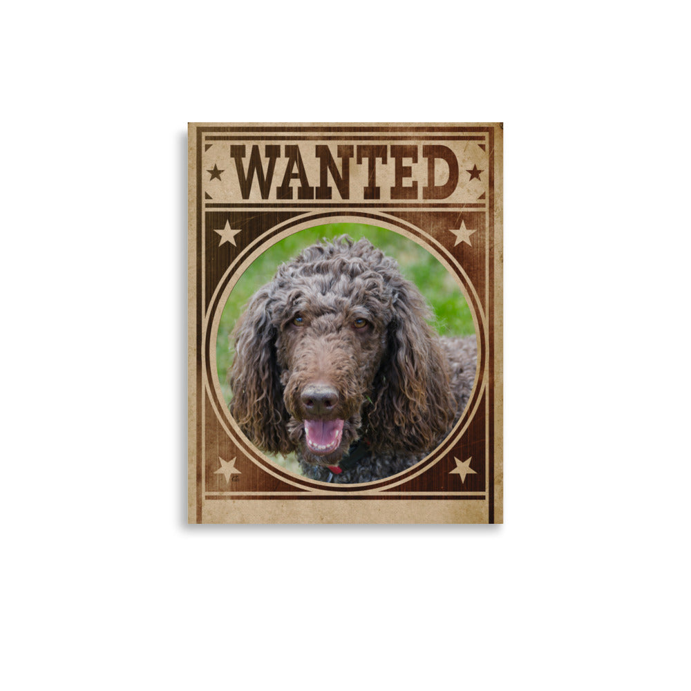 Poodle Mug Shot Wanted Poster