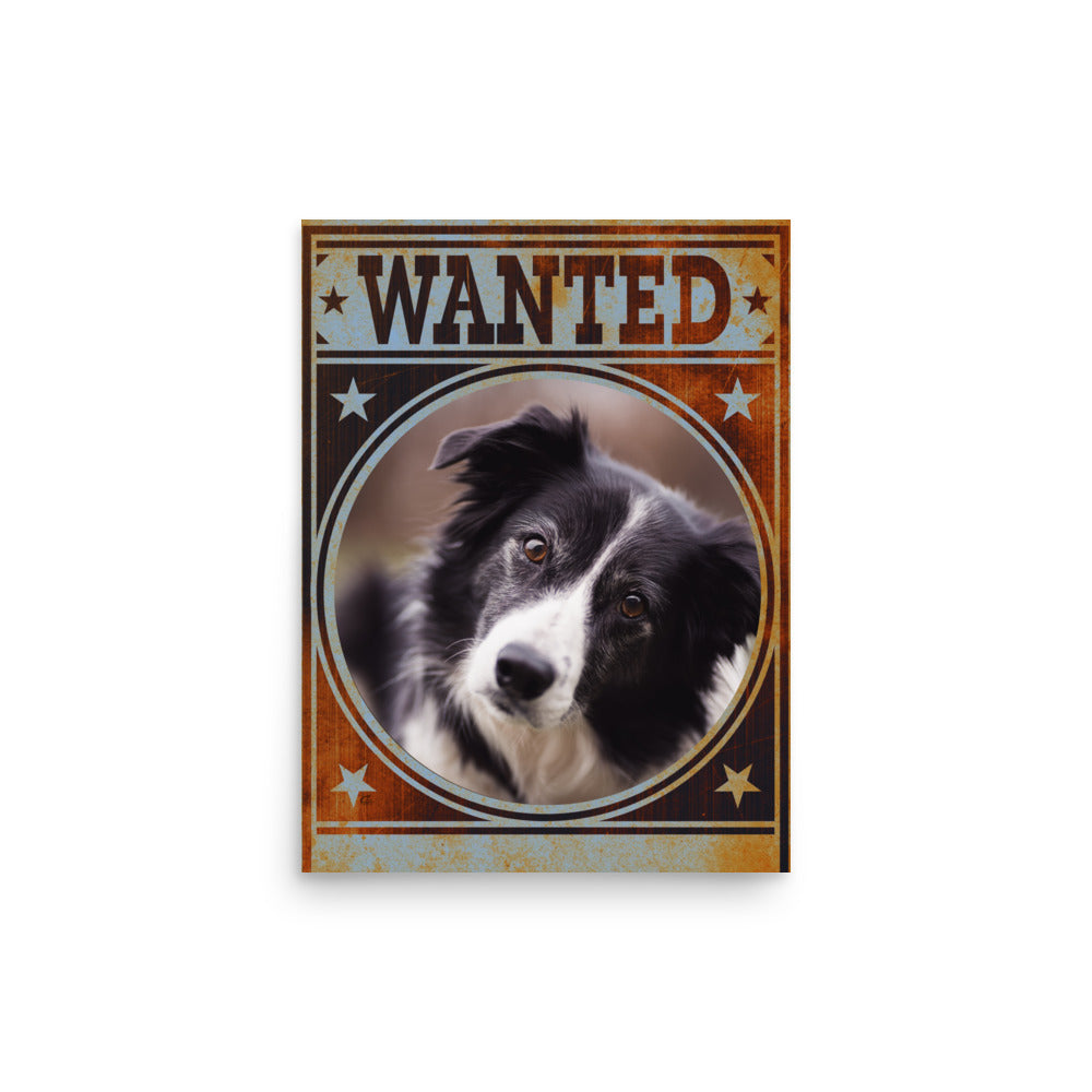 Border Collie Mug Shot Wanted Poster