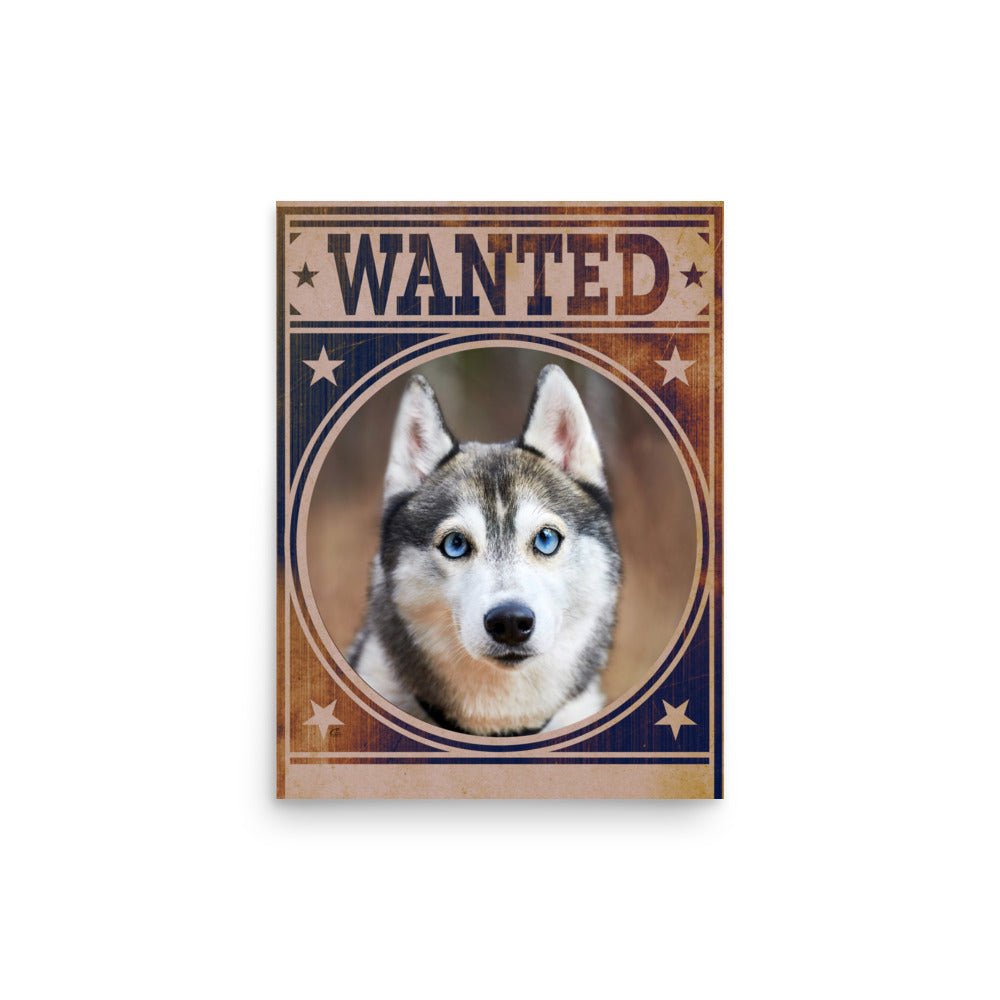 Siberian Husky Mug Shot Wanted Poster