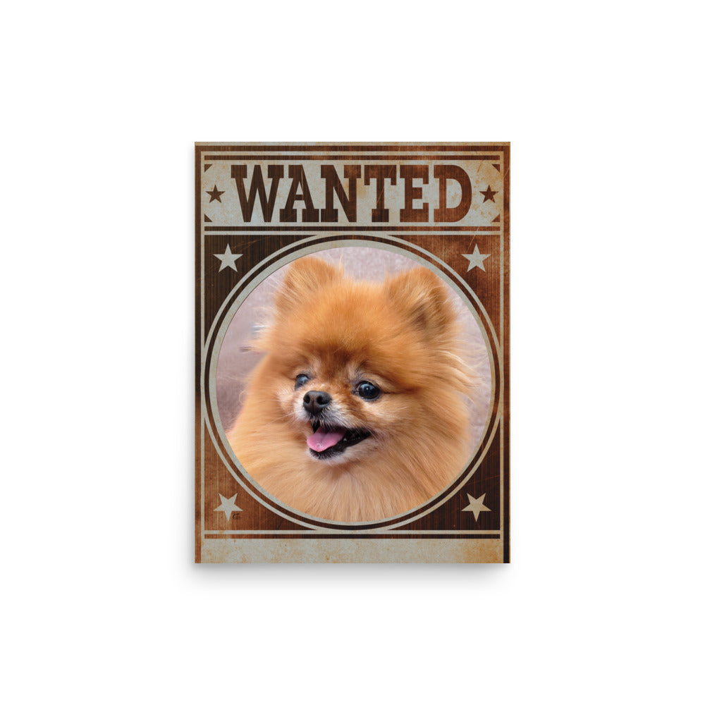 Pomeranian Mug Shot Wanted Poster