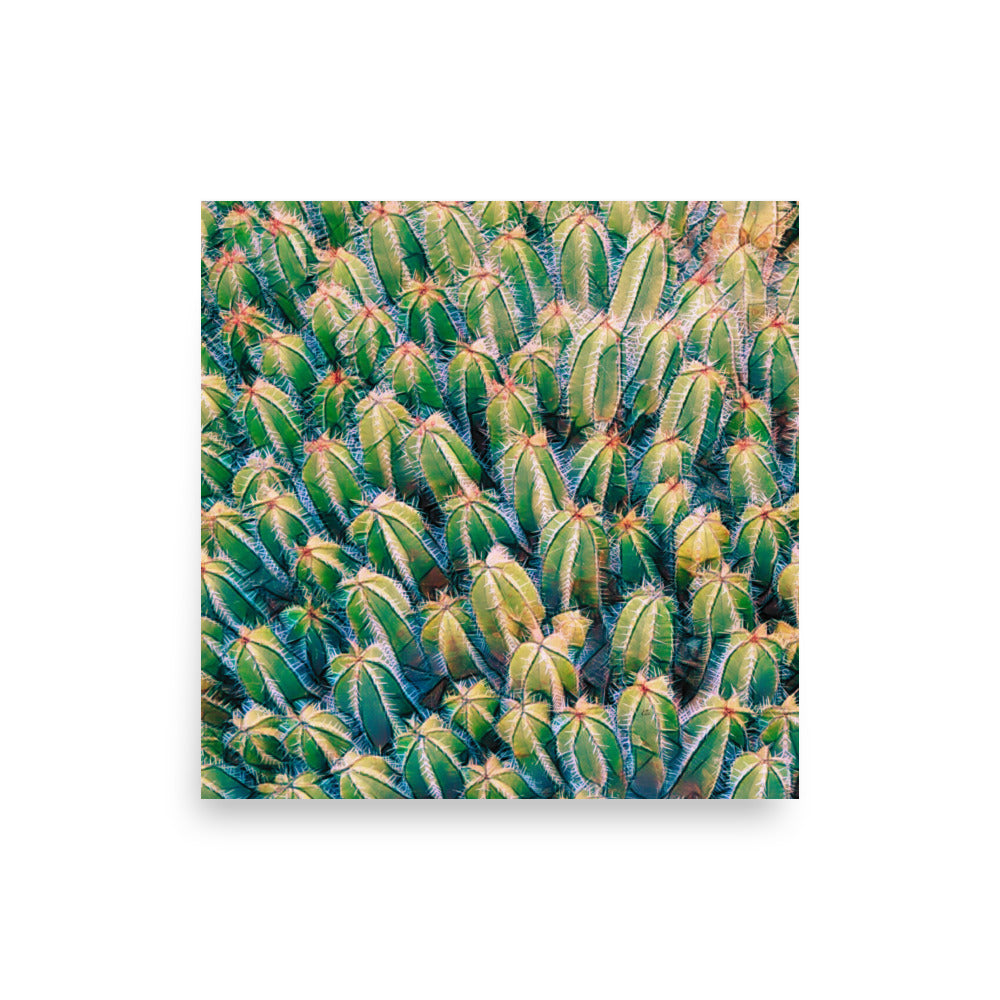 Pricks Cactus Poster