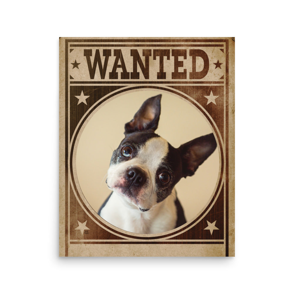 Boston Terrier Mug Shot Wanted Poster