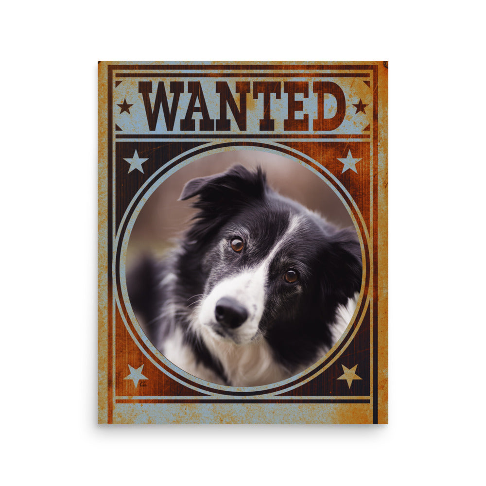 Border Collie Mug Shot Wanted Poster