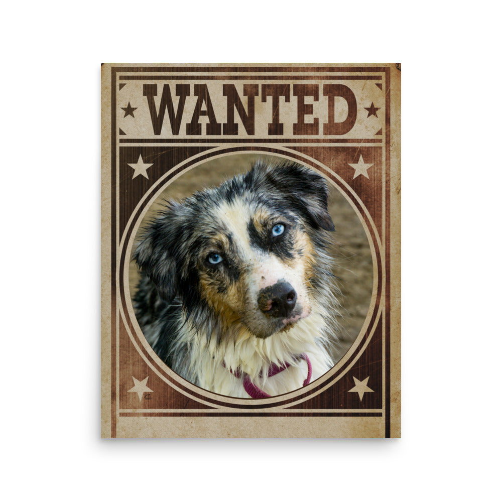 Australian Shepherd Mug Shot Wanted Poster