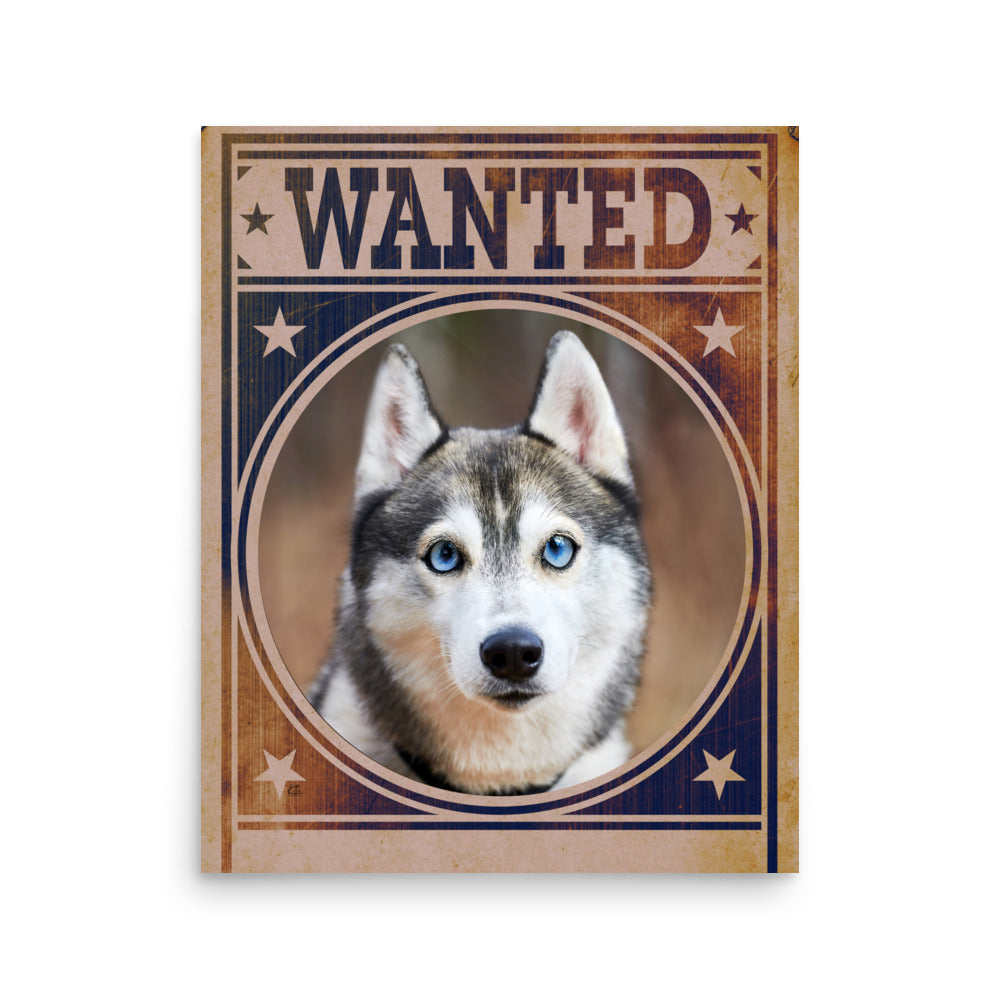 Siberian Husky Mug Shot Wanted Poster