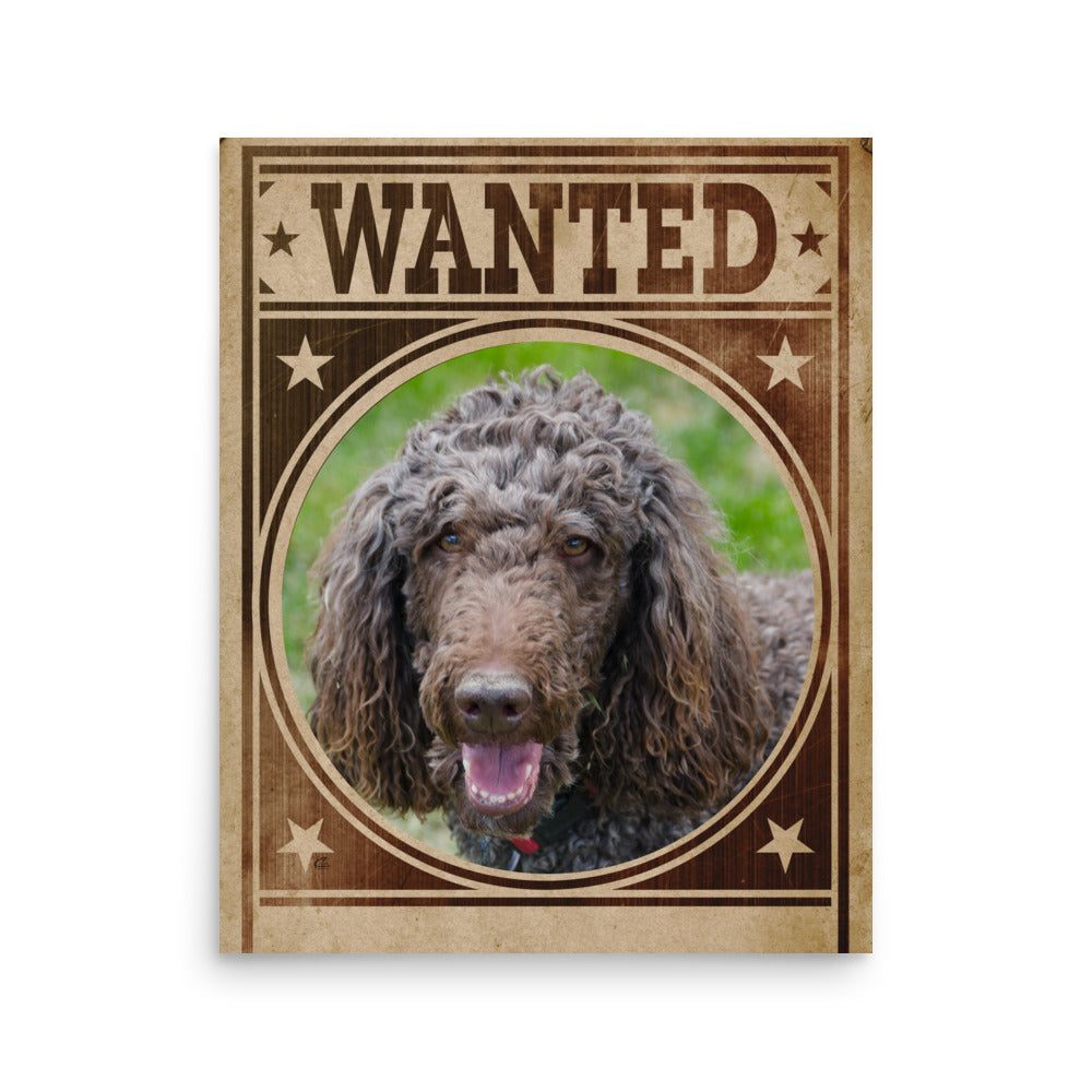 Poodle Mug Shot Wanted Poster