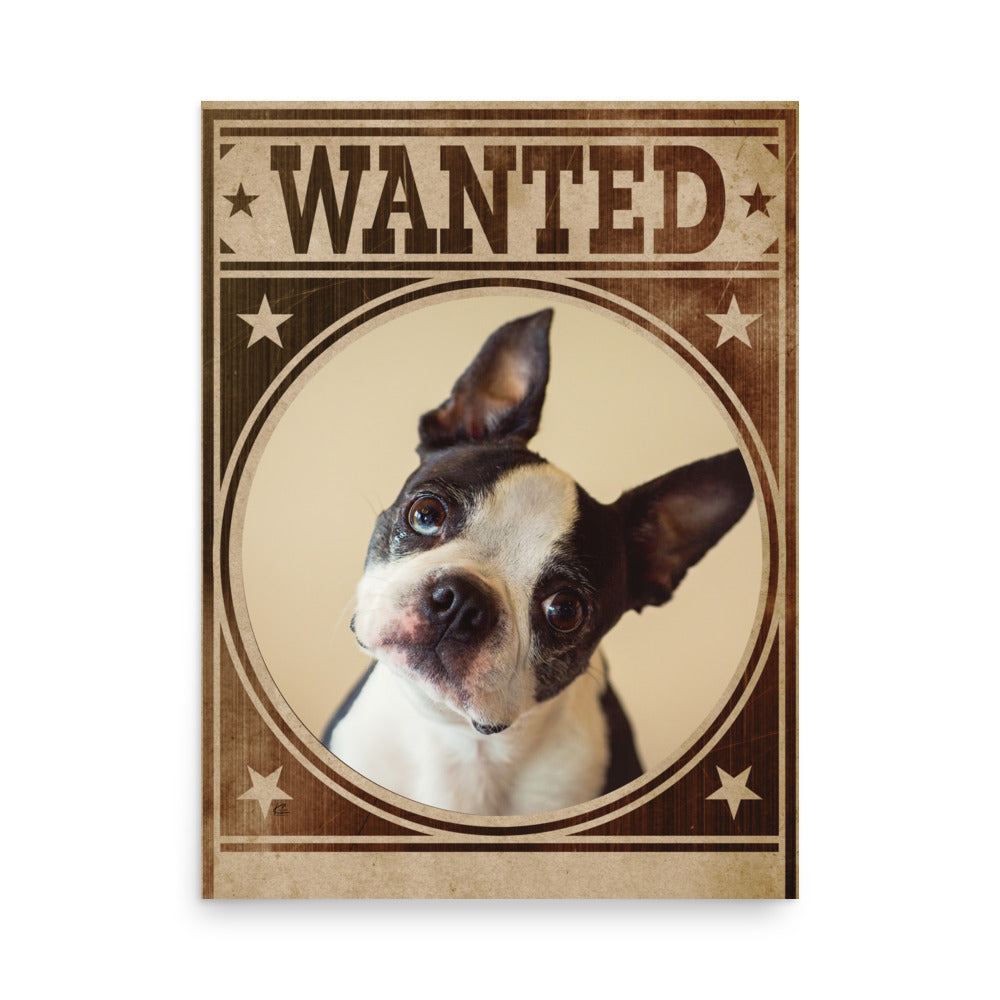 Boston Terrier Mug Shot Wanted Poster