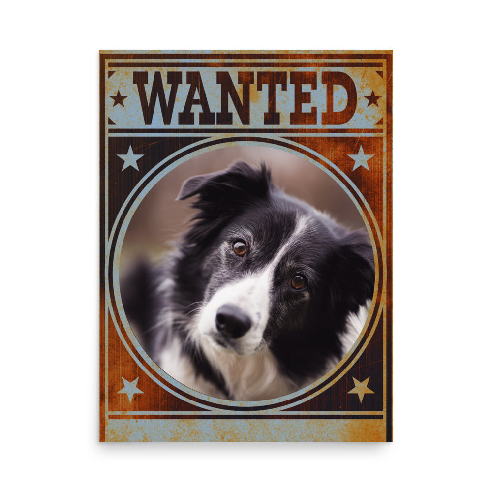 Border Collie Mug Shot Wanted Poster