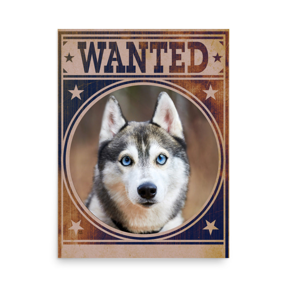 Siberian Husky Mug Shot Wanted Poster