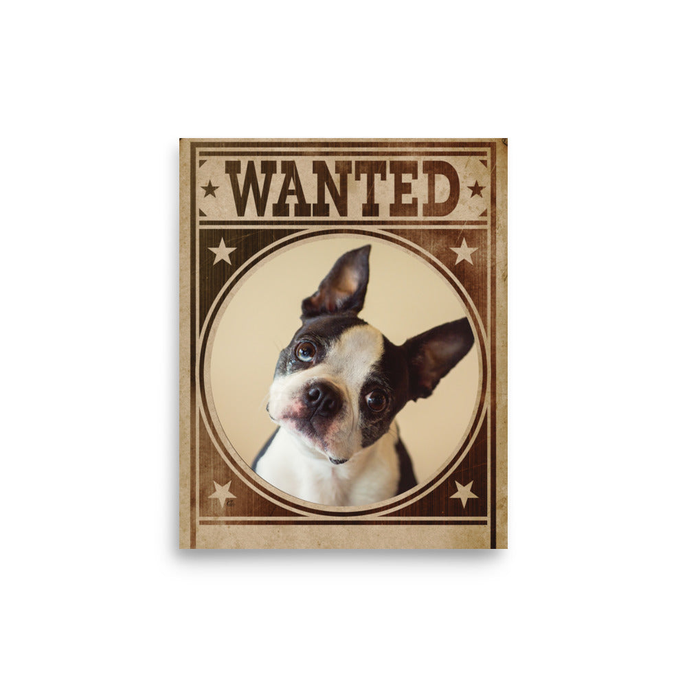 Boston Terrier Mug Shot Wanted Poster