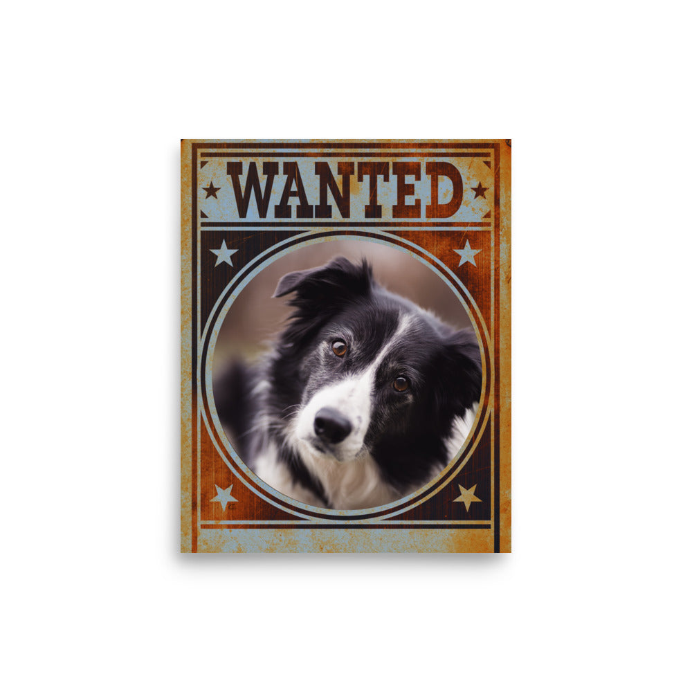 Border Collie Mug Shot Wanted Poster