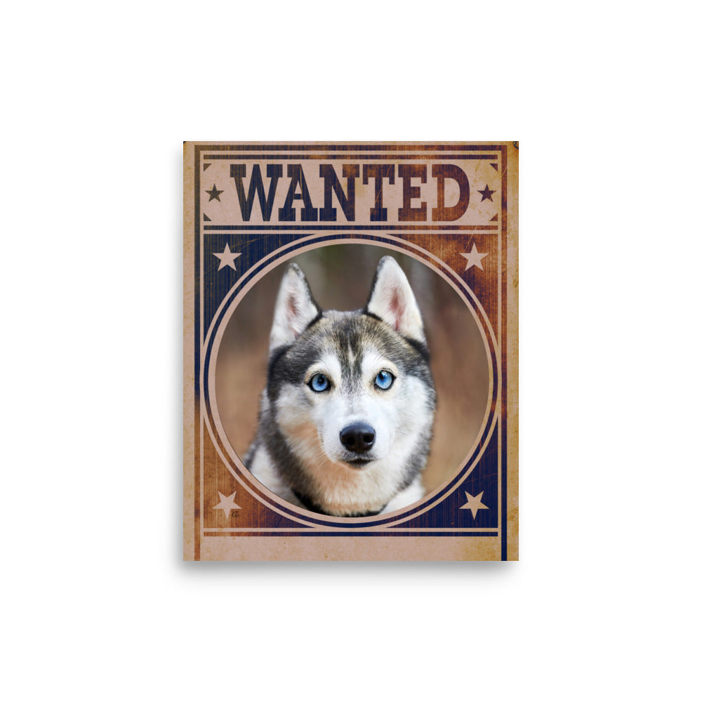 Siberian Husky Mug Shot Wanted Poster