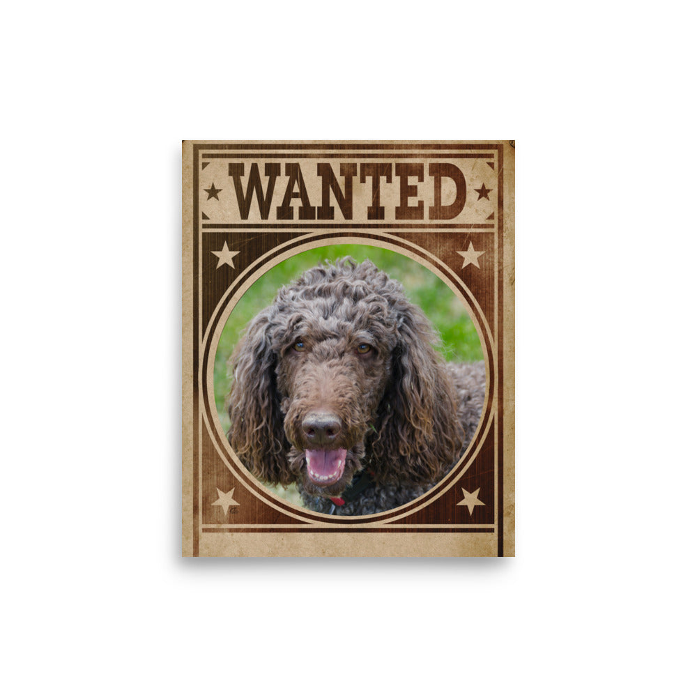 Poodle Mug Shot Wanted Poster