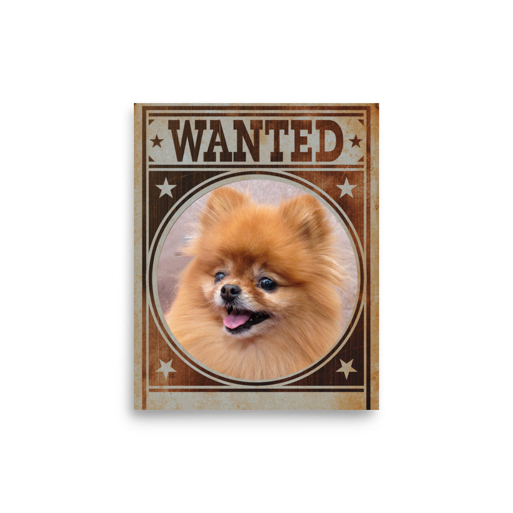 Pomeranian Mug Shot Wanted Poster